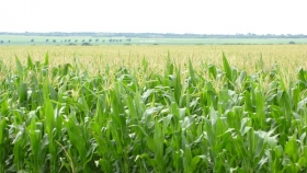 La superficie con maíz caería un 2,6% en la campaña 2022/23