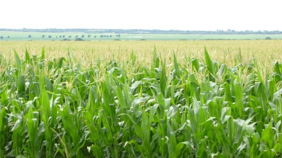 La superficie con maíz caería un 2,6% en la campaña 2022/23