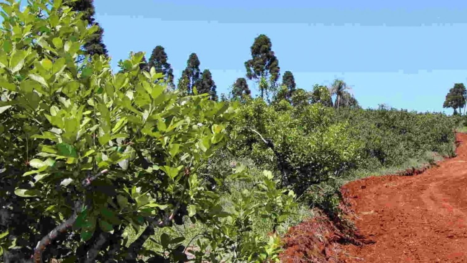Misiones anunció el inicio del pago del Programa Intercosecha para más de 5.000 tareferos