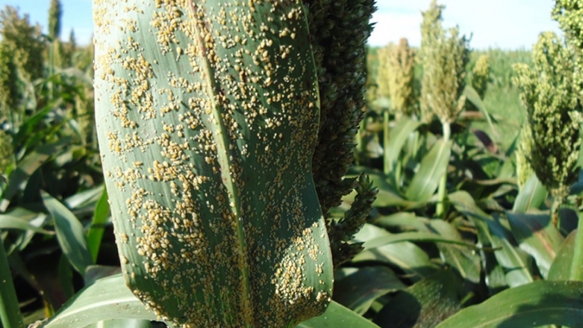Sorgo: alerta por ataques de pulgones