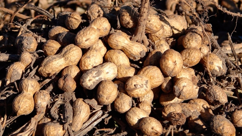 Se pronostica una baja del 10% en la producción de maní