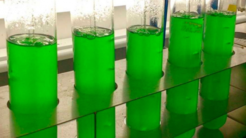¿Adiós al glifosato? Descubren un alga que libera un compuesto que tiene el mismo efecto que el más polémico herbicida