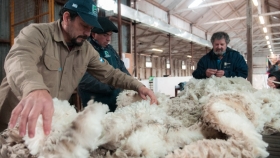 Oficializan el Programa LANAR con una inversión de $1.500 millones para la producción ovina
