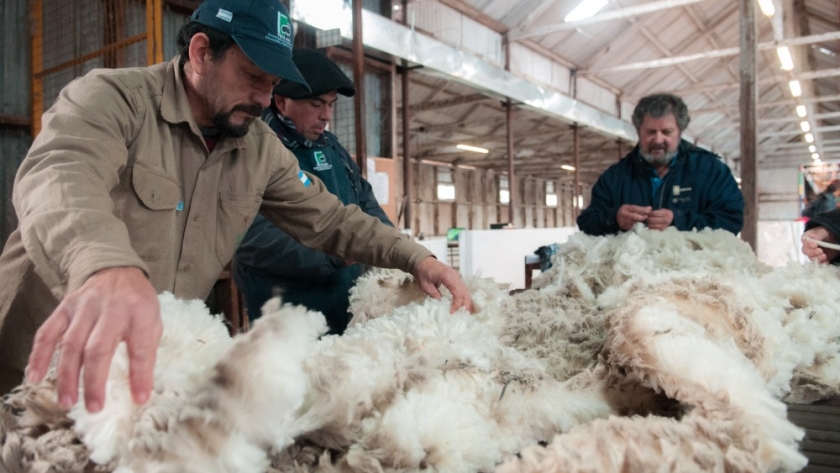 Oficializan el Programa LANAR con una inversión de $1.500 millones para la producción ovina