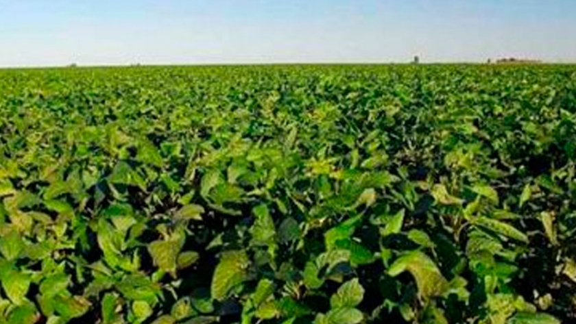 Proyectan 50 Millones de toneladas para la nueva campaña de soja