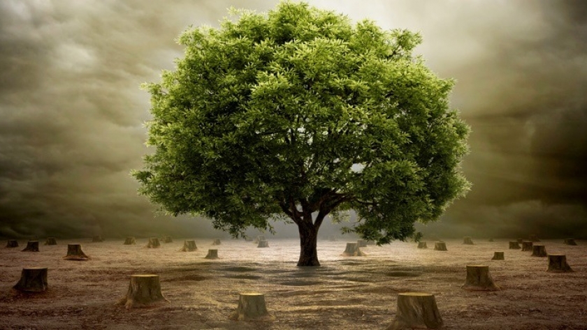 Deforestation today: a costly tomorrow