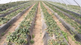 La producción santafecina de frutillas corre riego por la bajante del Paraná