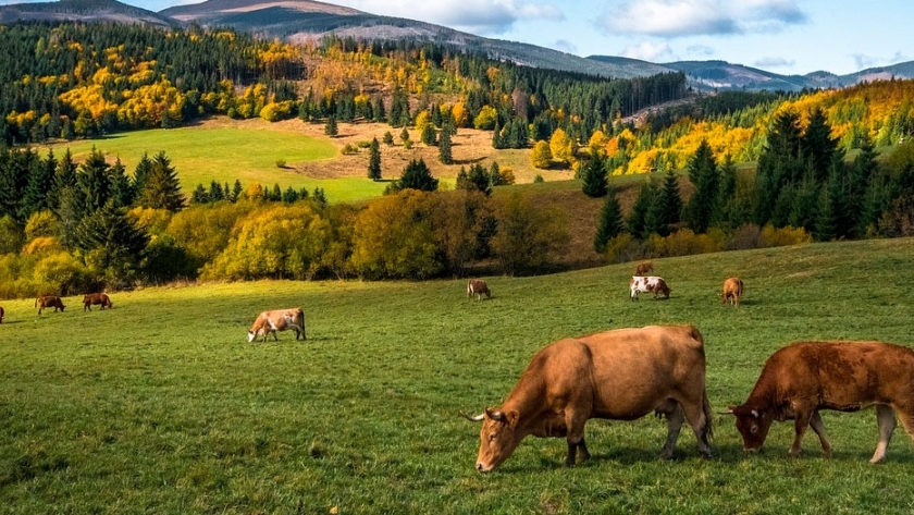 Grandes productores cárnicos apuestan a la sustentabilidad