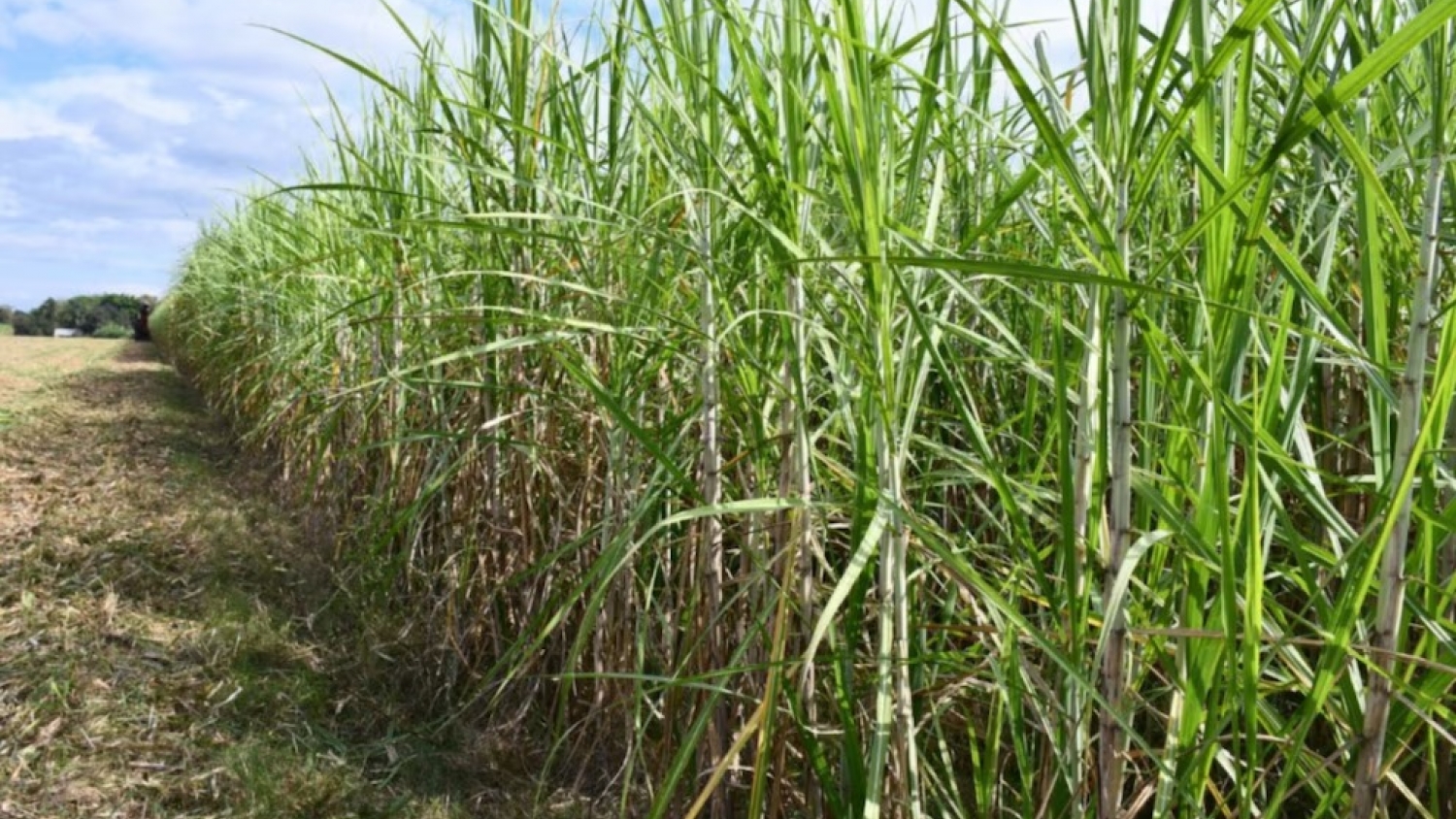 Drones y algoritmos: la nueva estrategia del INTA para optimizar la siembra de caña de azúcar