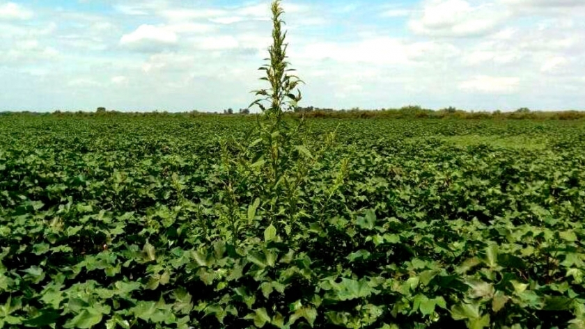 EEUU: detectan resistencia de Amaranthus palmeri a dicamba y 2,4-D