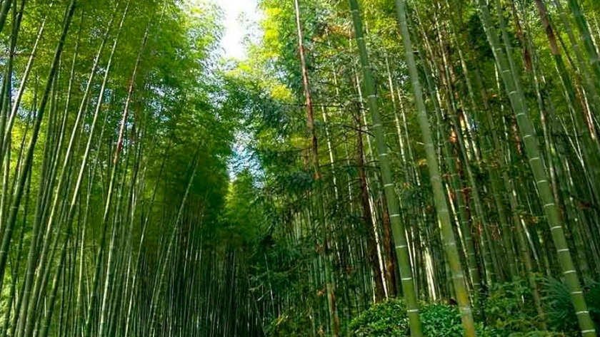 Nigeria se ilusiona con desarrollar la bioeconomía del bambú