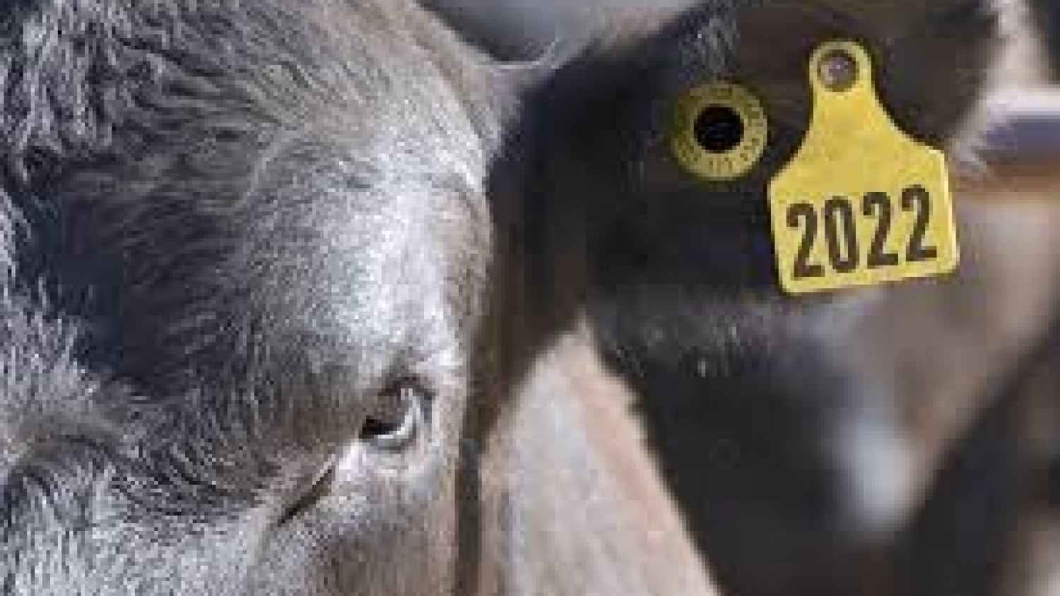 Caravanas electrónicas: ventas récord tras la obligatoriedad y dudas por el pico de marzo