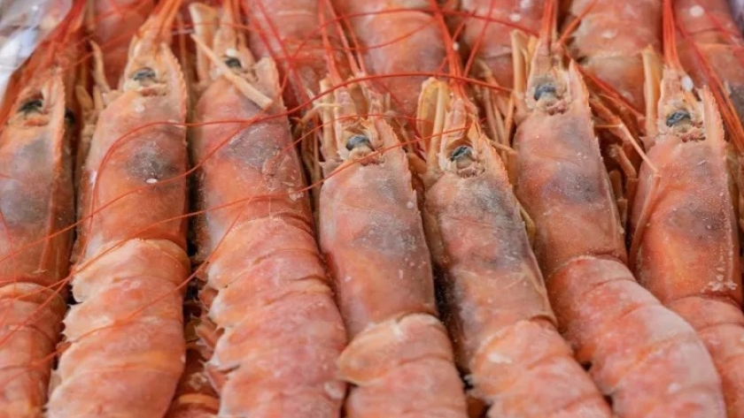 Langostino. Aumentan las descargas en Rawson