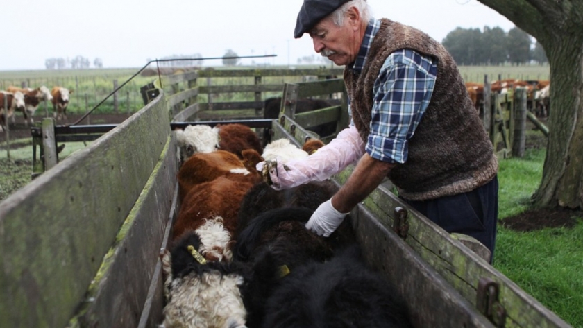 El impacto de la sanidad animal en la producción ganadera