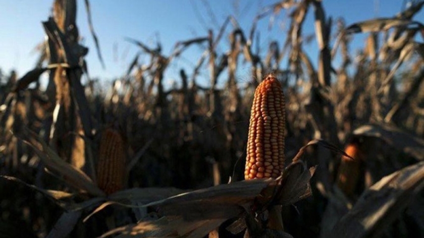Gualeguaychú lideró la producción de maíz en Entre Ríos
