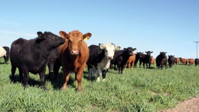 Exportación de carne, primeras señales de recuperación europea