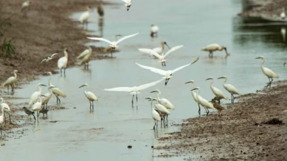 Uruguay declara la emergencia sanitaria por influenza aviar H5 y refuerza controles en todo el país