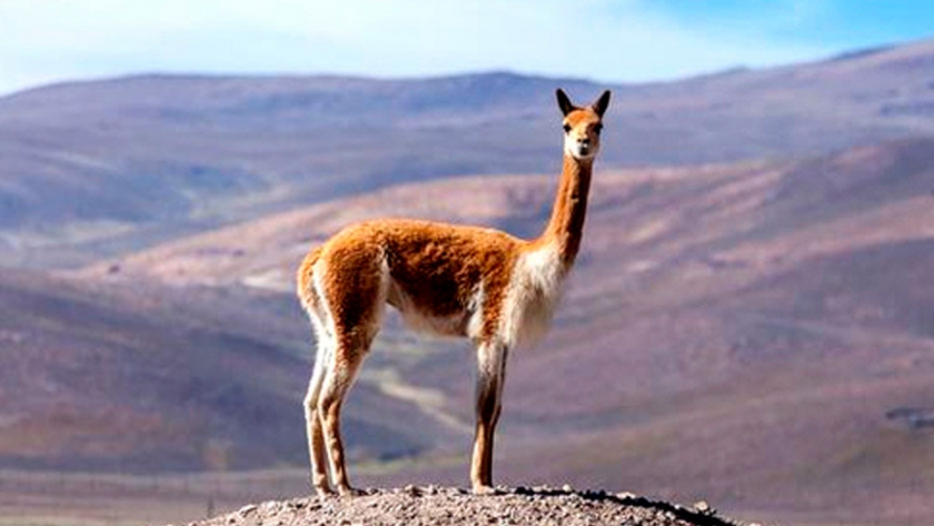 La lana de vicuña, la más fina del mundo