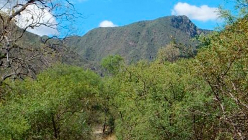 Incendios forestales: claves para proteger el bosque nativo y ayudar a reforestar