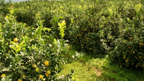 Mosca de los frutos: nuevas medidas para resguardar las áreas libres y protegidas