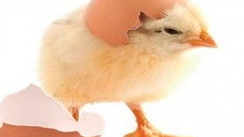 ¿Cómo una planta argentina produce 42.000 huevos fértiles diarios?, en tiempos de coronavirus
