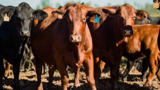 Día de Campo Brangus: integrando genética y mercado
