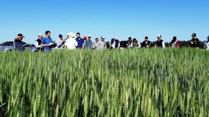 Trigo: Conclusiones de campaña y recomendaciones para la próxima
