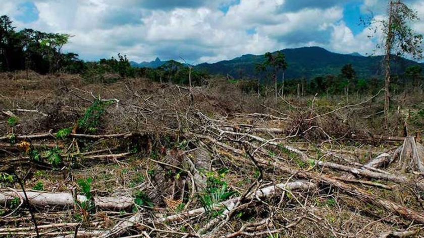 México impulsa acciones para disminuir la deforestación y fortalecer el desarrollo sustentable del campo