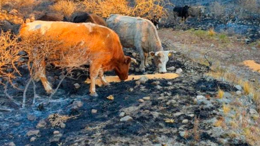 Plan de remediación por incendios: subsidios y créditos a tasa cero para productores afectados