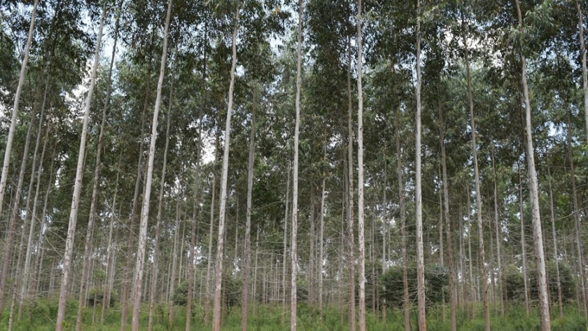Agricultura transfiere pagos a forestadores por 73,9 millones de pesos