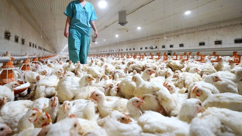 Alerta por casos de Influenza aviar de alta patogenicidad H5 en América del Norte