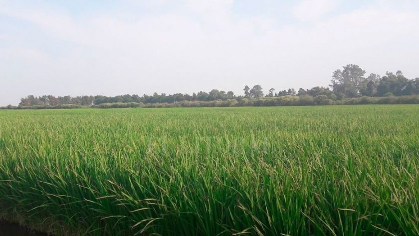 Santa Fe avanza con una nueva variedad de arroz