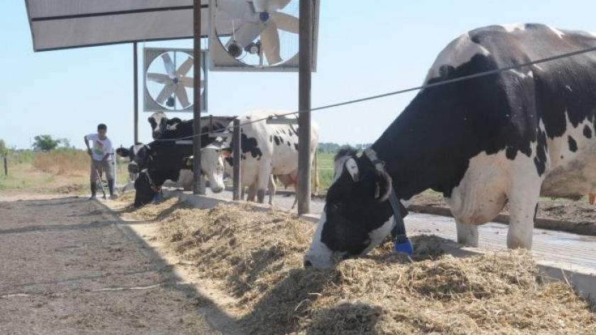 Destacan doble mérito de productores lecheros por aumento del 7,2% en 2020