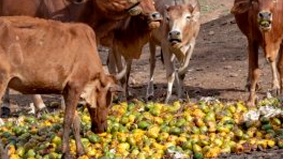 <Utilización del mango y sus subproductos en producción animal