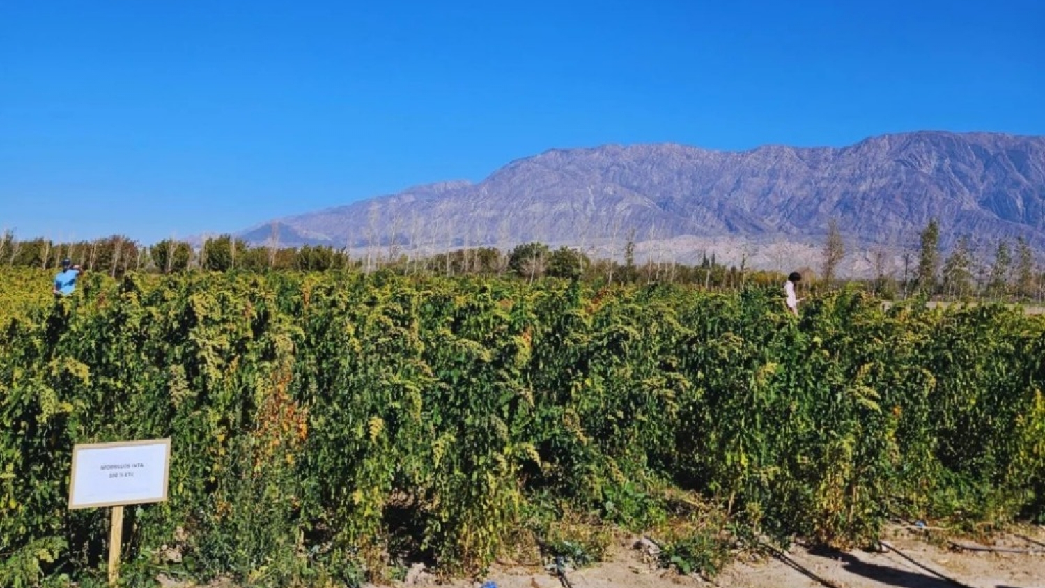 Quinua argentina rumbo al espacio: un experimento busca revolucionar la agricultura del futuro