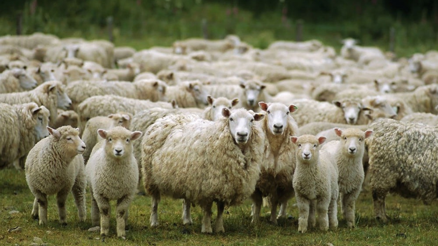 Congreso de Producción Animal: foco en ciencia y sistemas desafiantes