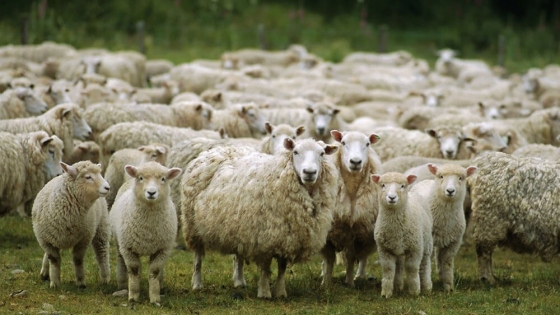 Congreso de Producción Animal: foco en ciencia y sistemas desafiantes
