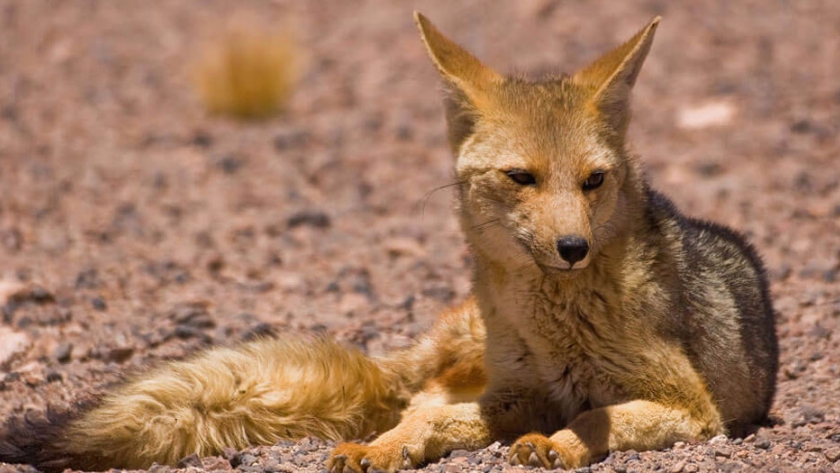 Encuentro Provincial sobre información y herramientas para la defensa de los animales