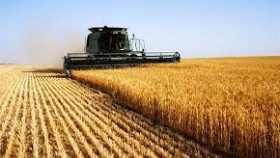 El trigo embarcado en diciembre es apenas un tercio de lo despachado el año anterior