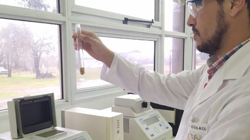 Arroz: crean una herramienta para la verificación de cultivares