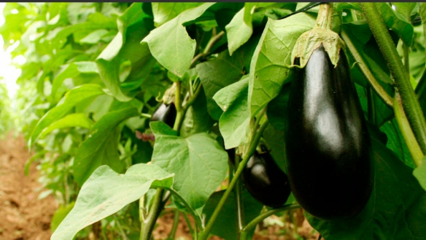 Buenas prácticas agrícolas en la producción de hortalizas para garantizar su inocuidad