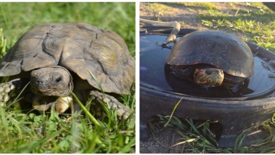 En lo que va del año se rescataron siete tortugas, que ya se encuentran en el Centro de Conservación de Vida Silvestre
