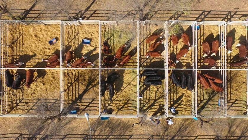 Córdoba también lanzó un protocolo para remates y ferias ganaderas