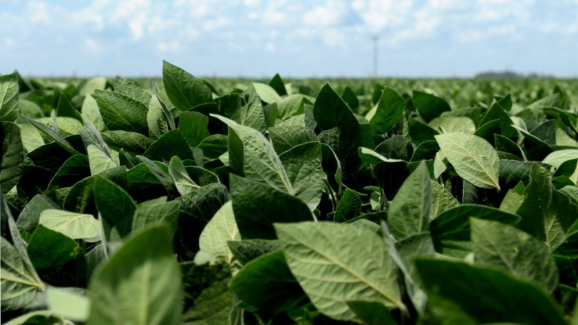 Una nueva variedad de soja ha sido autorizada para su comercialización en el país