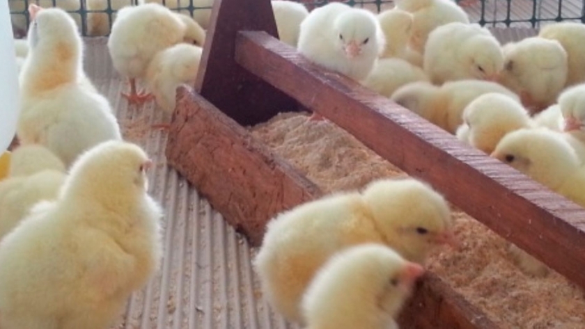 Alimentación: pautas para evitar pérdidas en las aves