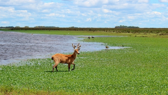 Parque Nacional Ciervo de los Pantanos