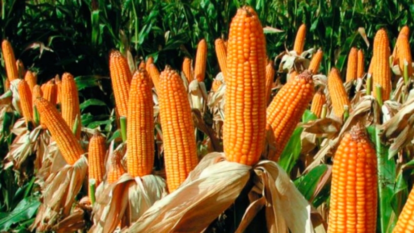 Desarrollan semillas de maíz y soja de alto rendimiento