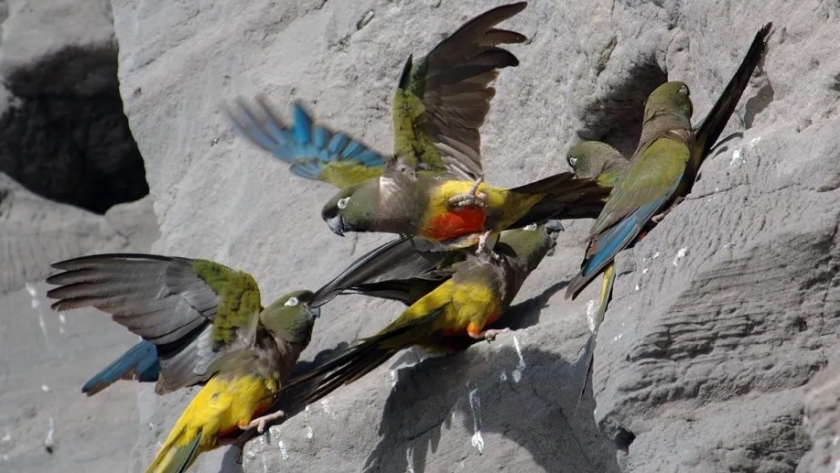 La colonia de loros más grande del mundo aún sigue sin protección