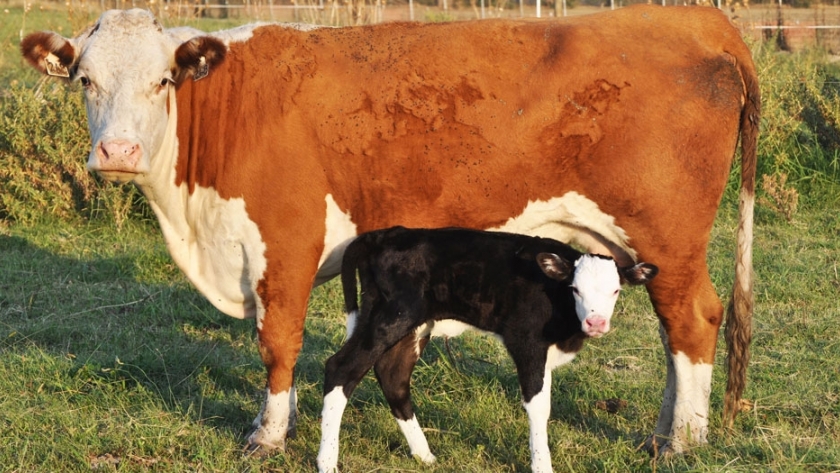 Un error de ADN condena a las vacas sin cuernos editadas genéticamente