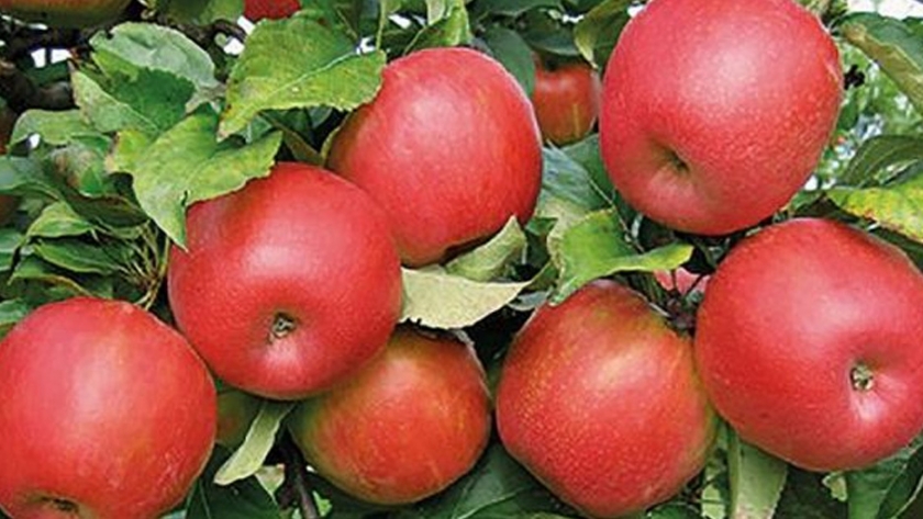 El 25 de septiembre vence la inscripción en el Renspa y en programas para exportar frutas